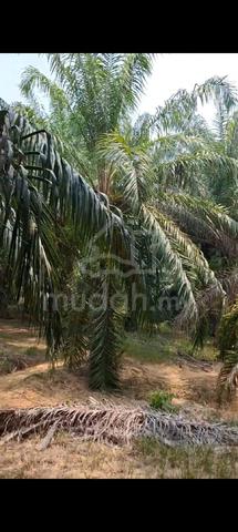 Tanah Sawit di Sungai Siput 1