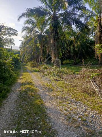 TANAH PERTANIAN 1/2 SYER UNTUK Dijual, MERAPOH, LIPIS, PAHANG 1