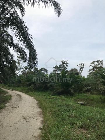 Kebun sawit Pantai layang 1