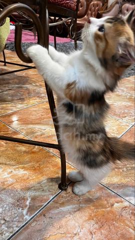 Munchkin female (NEGO) - photo 6 of 6