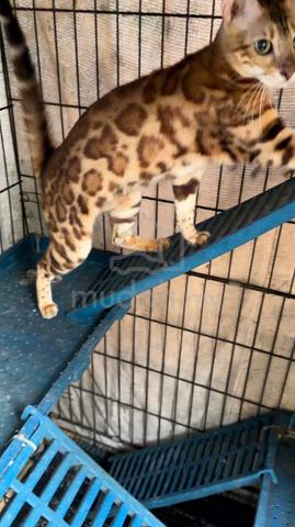Bengal Jantan dan Betina - photo 2 of 2