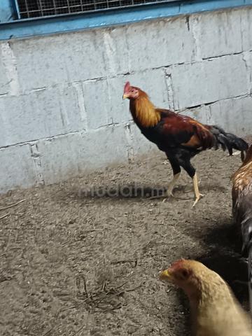 Carousel Image