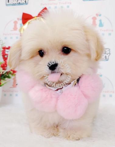 Baby Prince Maltipoo Maltese Poodle Dog Puppy B165 - Pets For Sale In  Puchong, Selangor