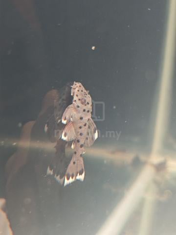 Pleco L264  - photo 2 of 3
