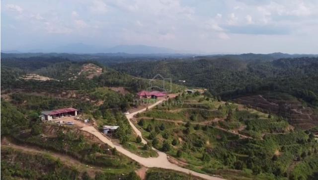 141 Acres Durian Farm Freehold, Near Town, Concrete Road, Musang King 2