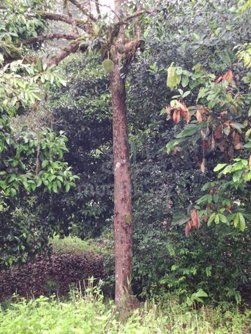Batu Kawah–Tondong | 1.35-Acre Land for Sale 1