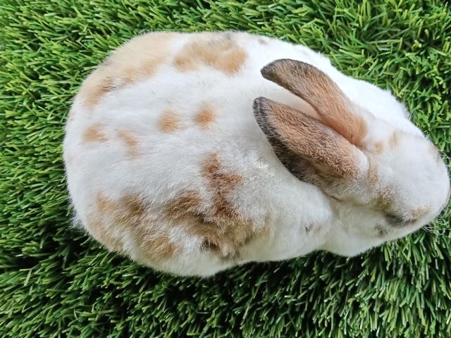 minirex bulu carpet  - photo 5 of 6