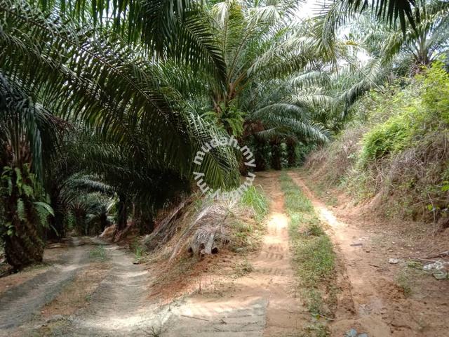 12.69 acres First Lot Palm oil land at Sungai Siput, Perak 1