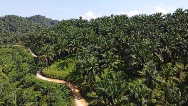 251 Tanah Luas Ladang Kelapa Sawit Untuk Di Jual 1