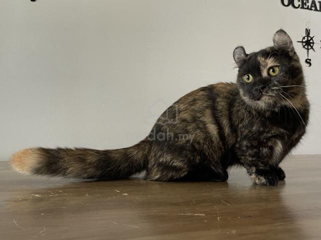 Munchkin Supershort (Female) - photo 4 of 6