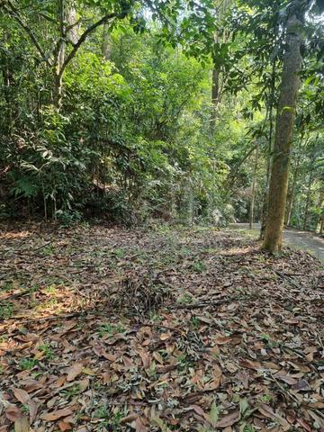 Tanah 3 ekar, sesuai utk rumah, kebun, resort di Janda Baik, Termerloh 1