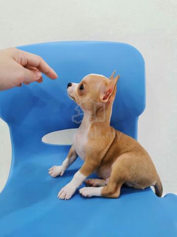 Cute! 吉娃娃 Chihuahua Puppy Apple Head 🍎 Male 2810A - photo 2 of 3