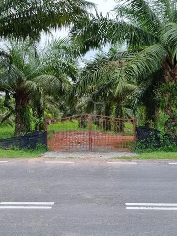 Agriculture land at Nyalas, Melaka 1