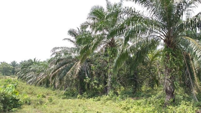AKSES JALAN RAYA, tanaman Kelapa Sawit, KAWASAN BERSIH, Endau Mersing 1
