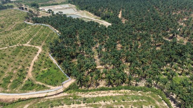 4 Acres Agriculture Land Oil Palm Sua Betong Port Dickson Rantau 1