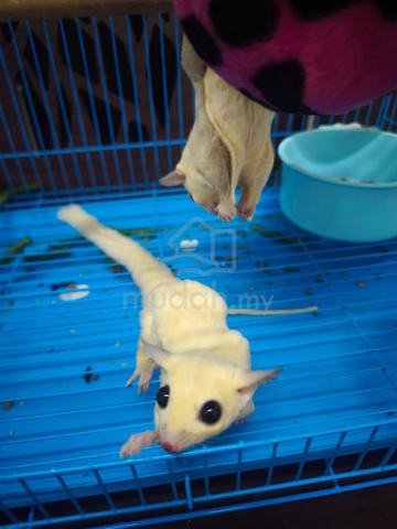 Sepasang Sugar Glider Leucistic & Creamino - photo 4 of 5