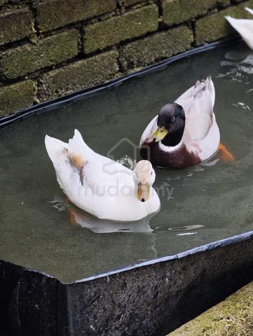 Call Duck - photo 5 of 6