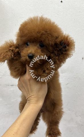 toy poodle mudah