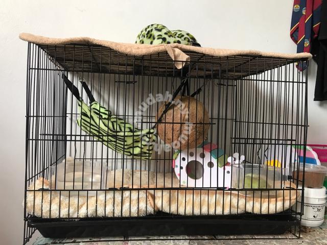 sangkar sugar glider