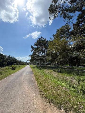 3.78 ekar Pontian Durian Farm with Famous Durian Agriculture 1