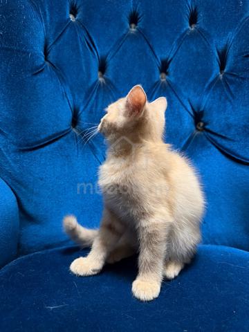 Anak Kucing Comel utk Dijual (Umur 4 Bulan) - photo 6 of 6