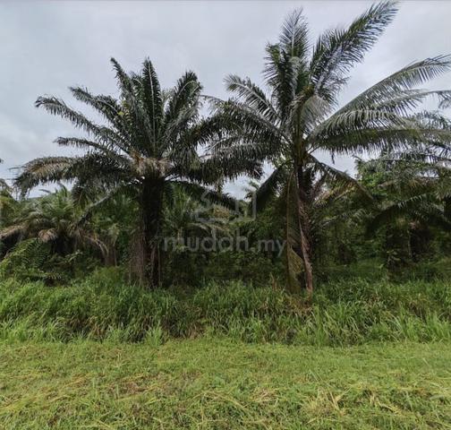 31.4 Acres Agricultural Land | En Bloc Sale | Kudat, Sabah 1