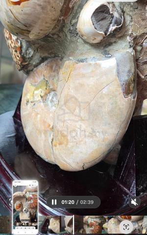 Madagascar Large Ammonite clusters with stand. - photo 3 of 6