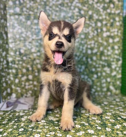 Pomeranian mix Husky Pomsky High Quality - Pets for sale in Puchong ...