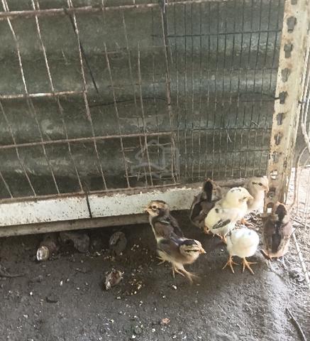 anak ayam sabung - photo 2 of 4