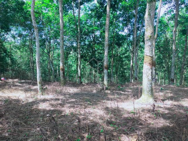 Lenggong Ayer Karah Rubber Land 1