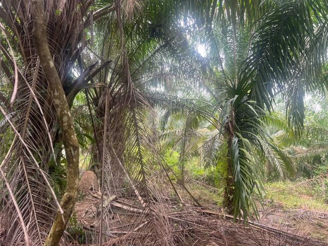 Johor Segamat | 1,535 Acres Freehold Palm Oil Land For Sale 1
