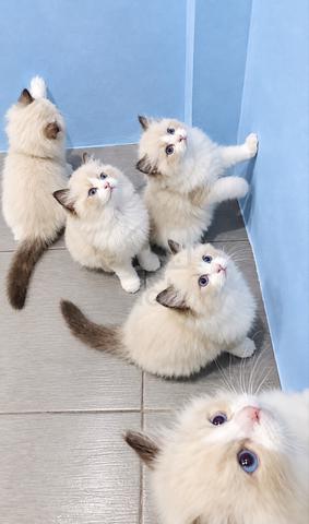 Ragdoll - photo 2 of 4