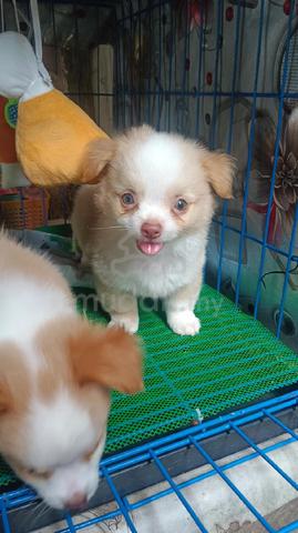 Chihuahua ~4 - photo 5 of 6