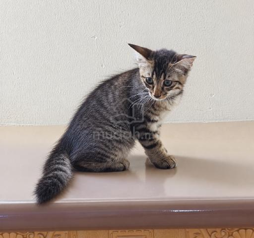 Domestic cat mix parsi  - photo 6 of 6