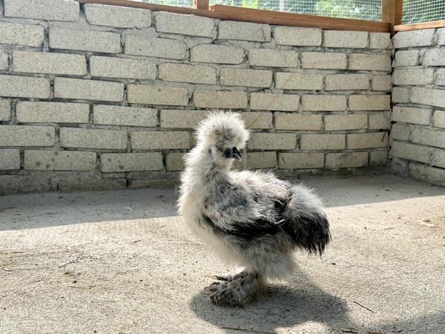 Silkie Chicken - photo 2 of 5