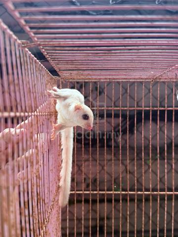 sugar glider - photo 5 of 6