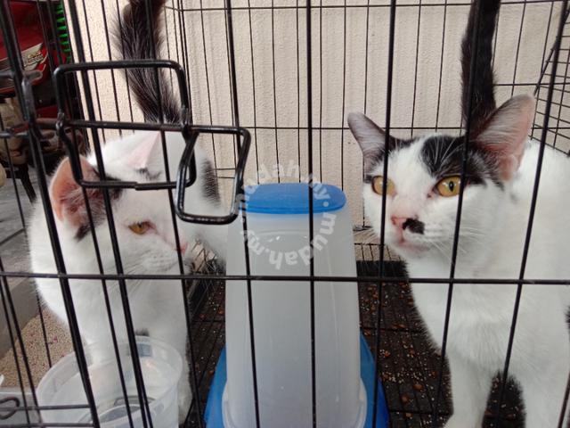 3 ekor kucing betina umur 11 bulan - Pets for sale in Shah Alam 