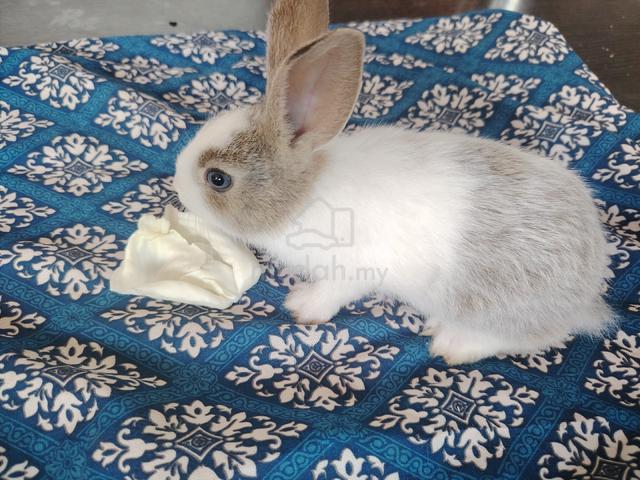 Carousel Image Selected
