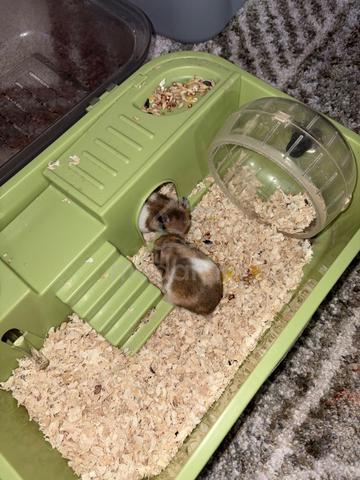 Baby Hamster - photo 2 of 2
