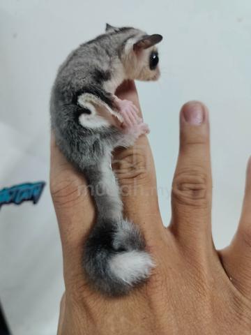 Sugar glider white face ring tail jantan - photo 2 of 3
