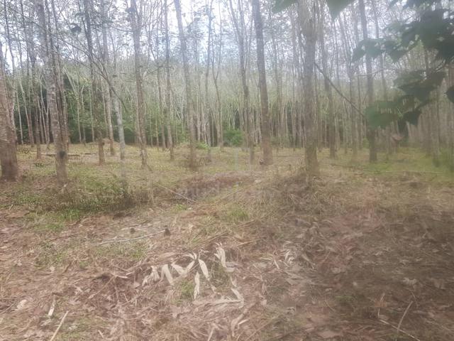Tanah Getah Di Kampung Gajah Puteh Jeneri Sik 1