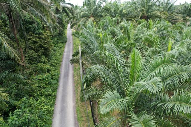 10 Ekar Non Bumi Sawit Rembau (TEPI JALAN+INFRA MUDAH+BERBUAH) 2