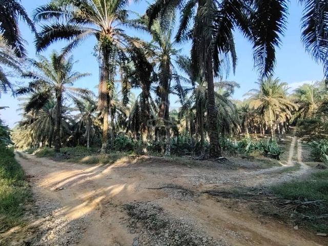 4.6 Acres Agriculture Land (Oil Palm Trees) Layang-Layang, Johor 1