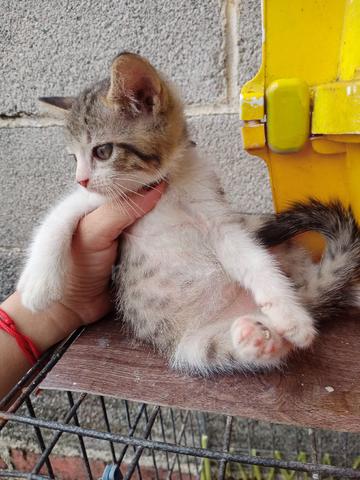 Bsh mix tabby cat  - photo 2 of 2