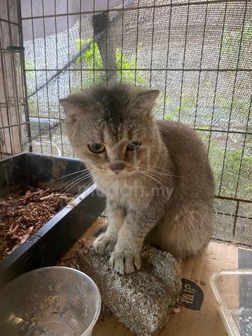 BSH mix - photo 5 of 6
