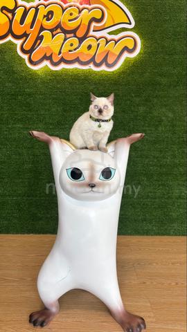 Carousel Image