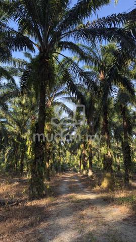 Kebun Sawit 7 Relung Mahang, Kulim, Kedah 1