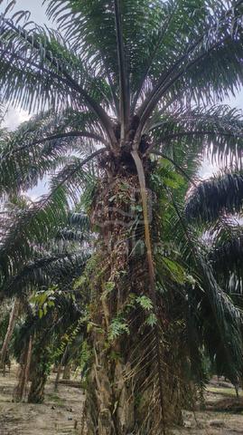 ladang sawit berserta home stay 1
