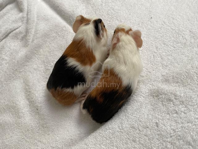 Guinea Pigs - photo 3 of 3