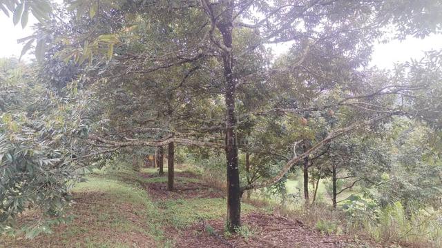Freehold 5 Acre Musang King Orchard with River, 6 yrs trees Pedas NSDK 1